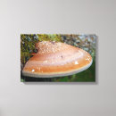 Suche nach pilz leinwandbilder Wald
