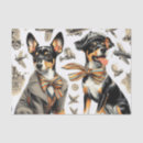 Recherche de rat terrier Mignon
