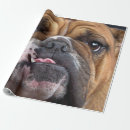 Suche nach englische bulldogge geschenkpapier Hund