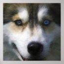 Suche nach siberian husky poster Wolf
