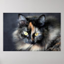 Recherche de felix le chat posters Félin