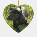 Recherche de chiot de berger allemand ornements Alsacien