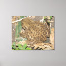 Suche nach meine kröte poster leinwandbilder Natur
