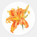 Suche nach taglilien aufkleber Orange