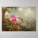 Suche nach martin johnson heade poster Orchideen