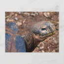 Recherche de tortues cartes postales Tortue géante