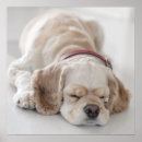 Suche nach schlafenszeit poster Hund