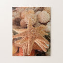 Suche nach muscheln puzzle Seashell