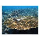 Suche nach palau poster Ozean