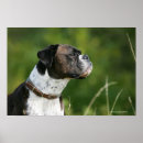 Suche nach boxer hund poster Profil
