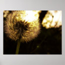 Suche nach löwenzahn poster Sonne