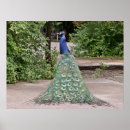 Suche nach schöner pfau poster Zoo