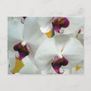 Suche nach orchideen foto postkarten Rosa