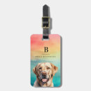 Suche nach hübscher labrador Retriefe
