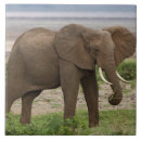 Recherche de tanzanie carreaux Animal