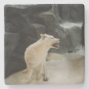 Recherche de loup bar Dog