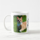 Recherche de image de chat tasses Cats