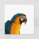 Recherche de perroquets cartes visite Macaw