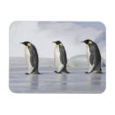 Recherche de de pingouin magnets Pingouins