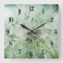 Recherche de pissenlits horloges Blanc