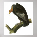 Suche nach audubon vögel poster Illustration