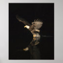 Suche nach alaska adler poster Natur