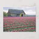 Suche nach tulpenfeld postkarten Niemand