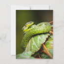 Suche nach viper postkarten Schlange