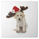 Suche nach ohren fliesen Tiere