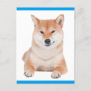Suche nach shiba poster Welpen