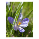 Suche nach krokus poster Lila