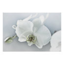 Recherche de orchidée blanche posters Pour elle