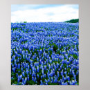 Suche nach texan poster Bluebonnet