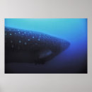 Recherche de requin baleine posters Sous l'eau