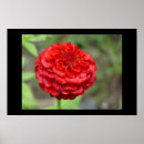 Recherche de zinnia posters Rouge