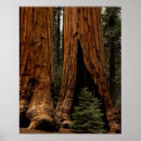 Suche nach sequoia poster Park