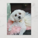 Recherche de marionnette cartes postales Chiot