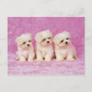 Recherche de comportement cartes postales Dog