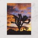 Recherche de arbre joshua cartes postales États unis