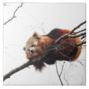 Suche nach panda fliesen Baum