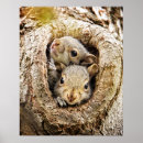 Suche nach niedliches eichhörnchen poster Tierwelt