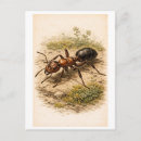 Recherche de fourmi cartes postales Dessin