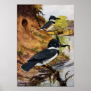 Suche nach eisvogel poster Eisvögel