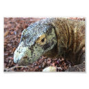 Recherche de dragons mignons posters Animaux