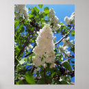 Recherche de lilas et blanc posters Fleur