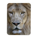 Suche nach für erwachsene magnete Afrika