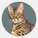 Recherche de chat bengale autocollants Animal