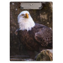 Suche nach adler klemmbrett Tierwelt