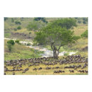 Recherche de plaines posters Afrique