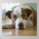 Suche nach hunde fotografie poster Fotos